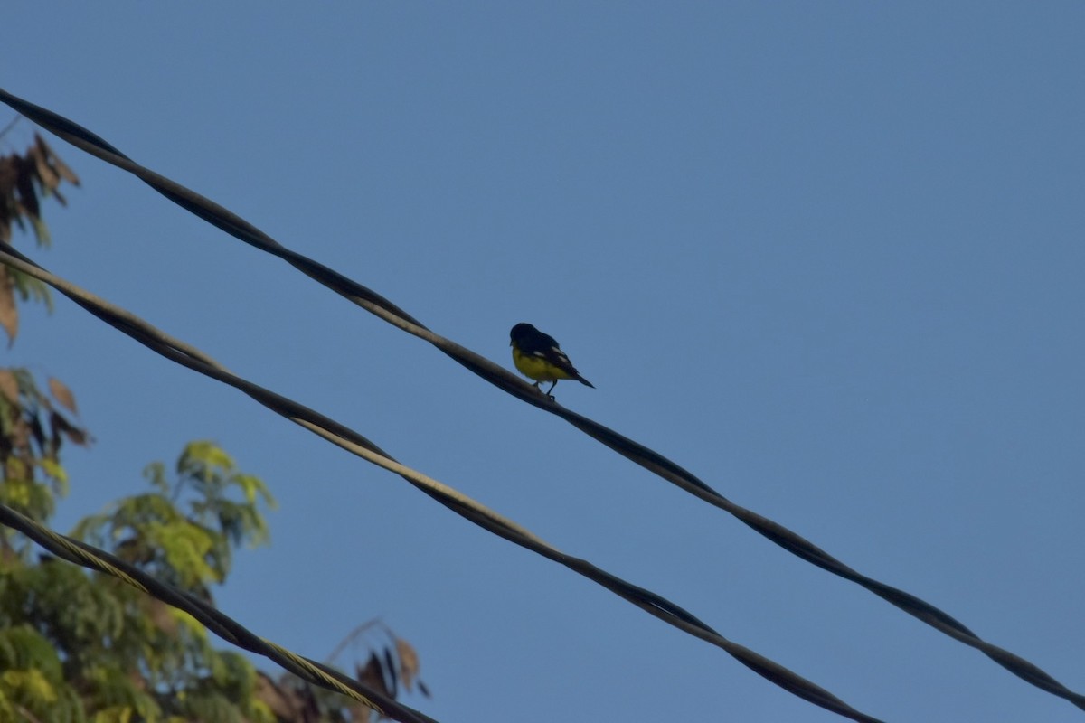 Lesser Goldfinch - ML646058944