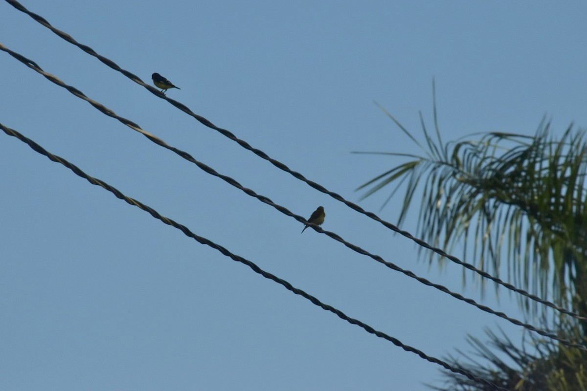 Lesser Goldfinch - ML646058945
