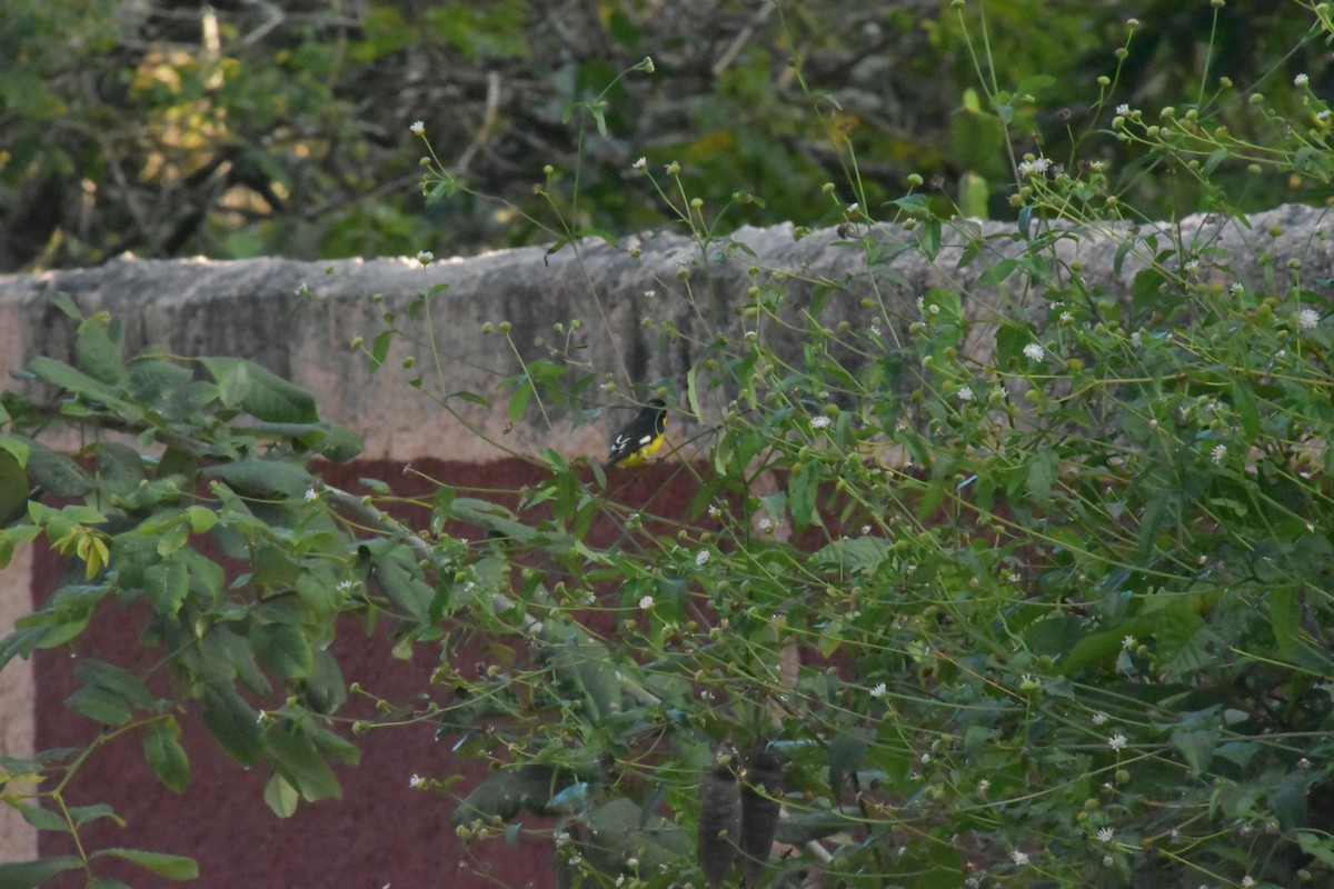 Lesser Goldfinch - ML646058946