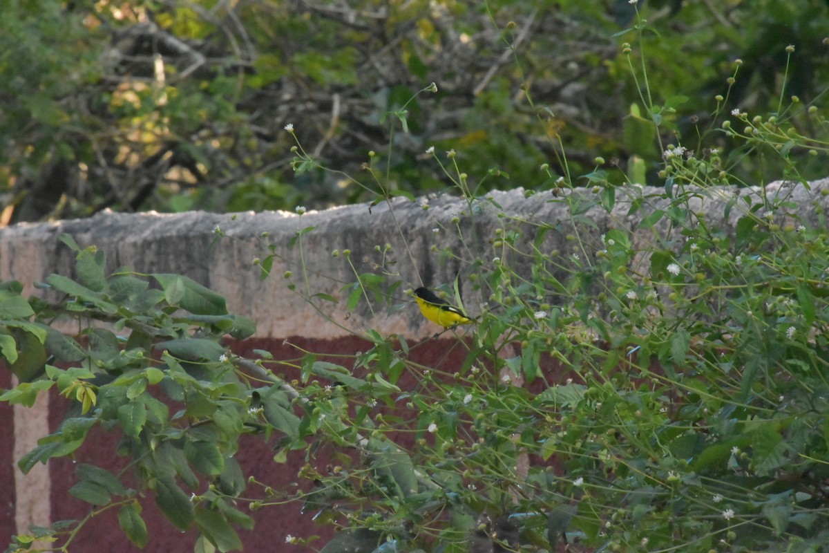 Lesser Goldfinch - ML646058947