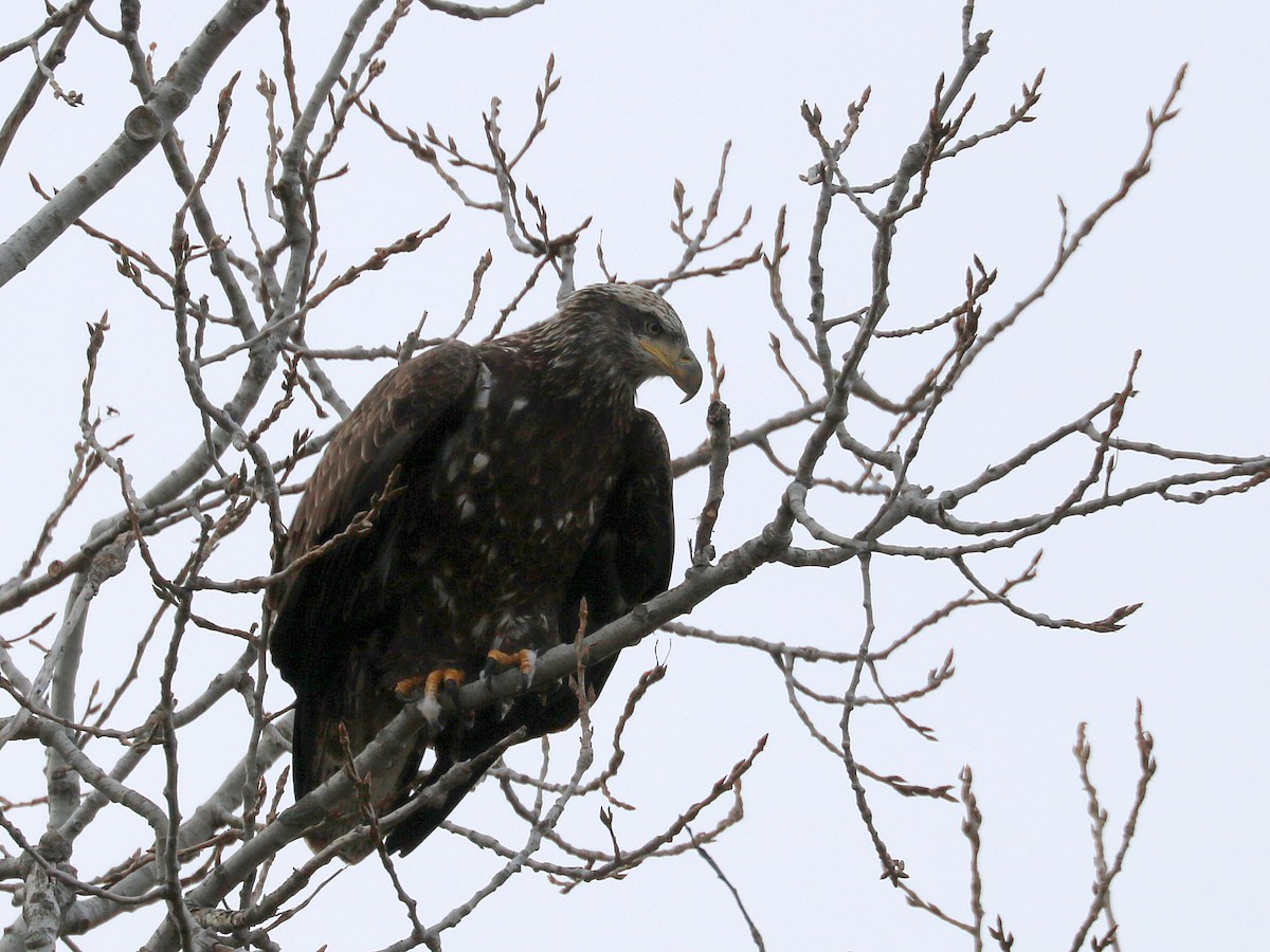 Орлан білоголовий - ML646058951