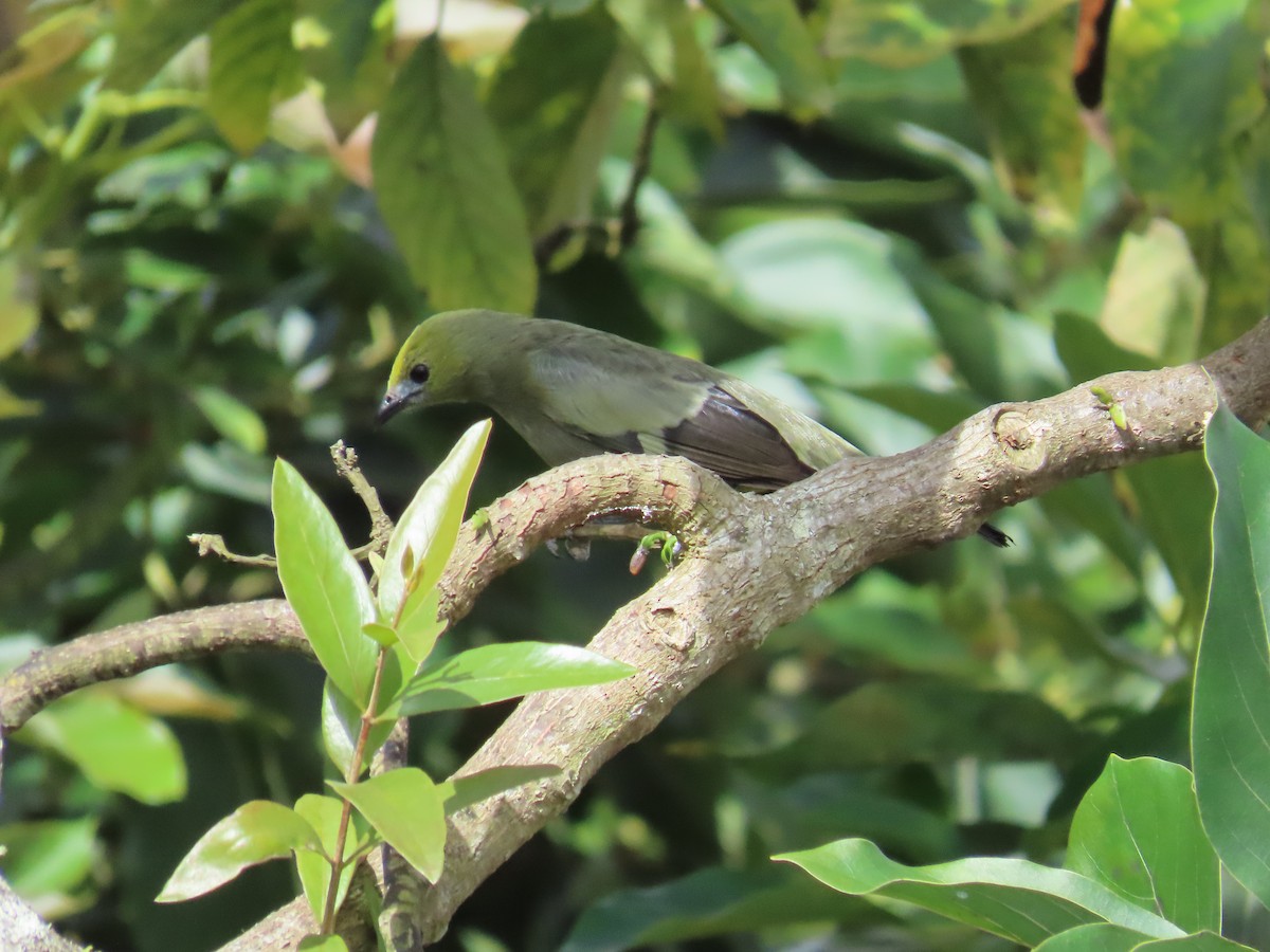 Palm Tanager - ML646058953