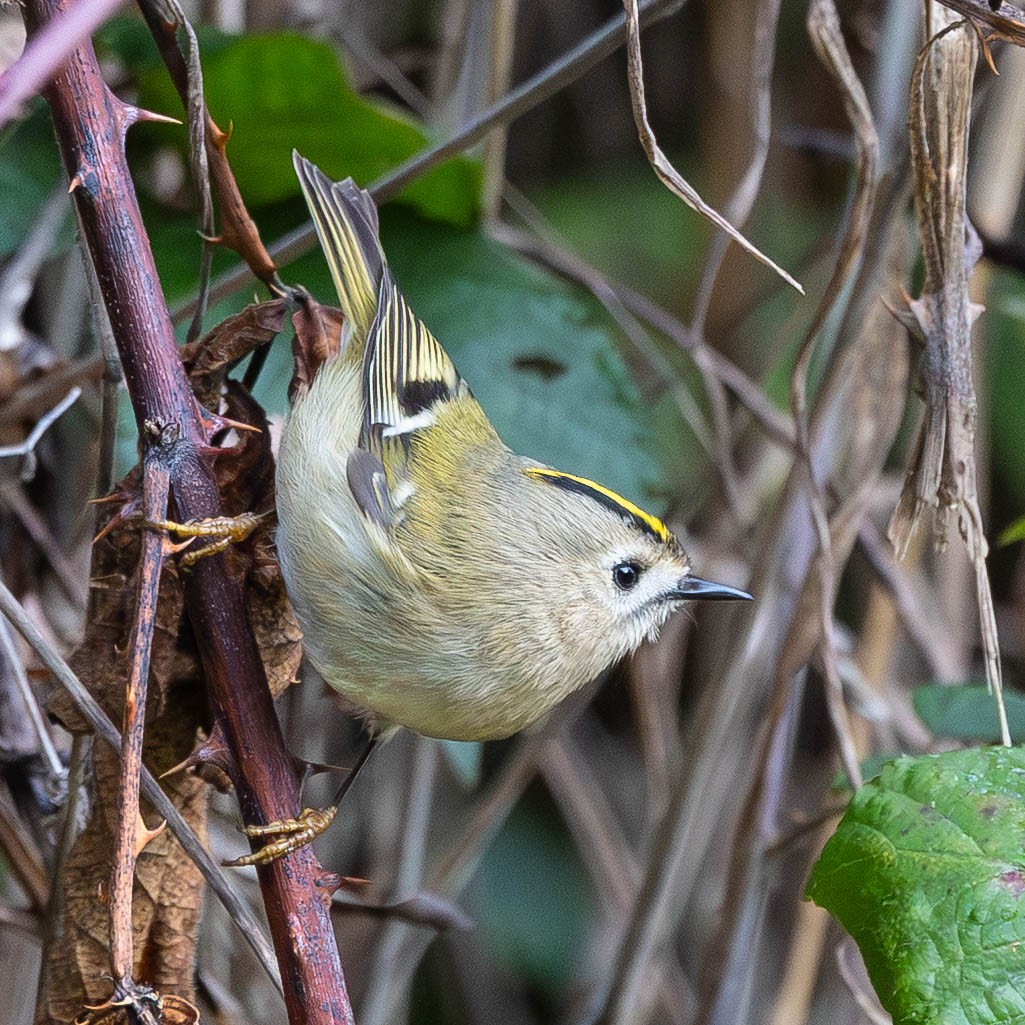 Goldcrest - ML646058956