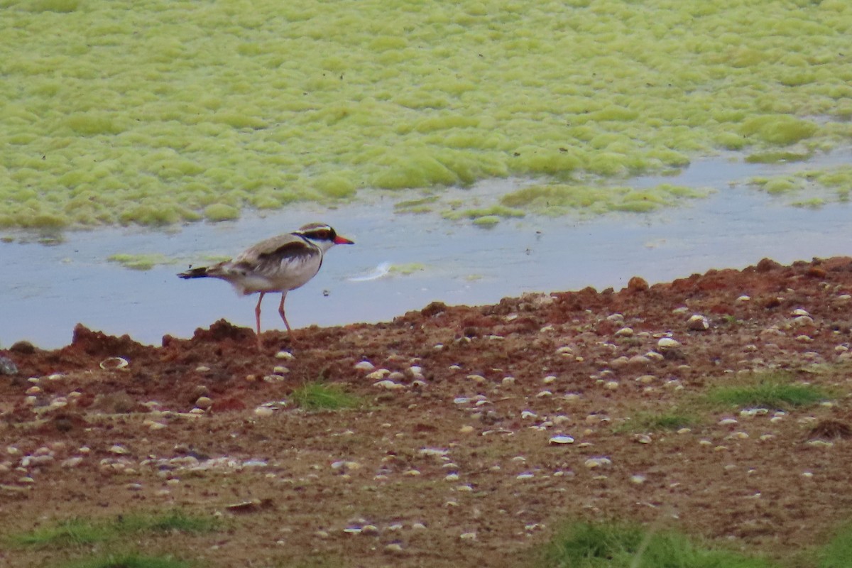 Black-fronted Dotterel - ML646058957