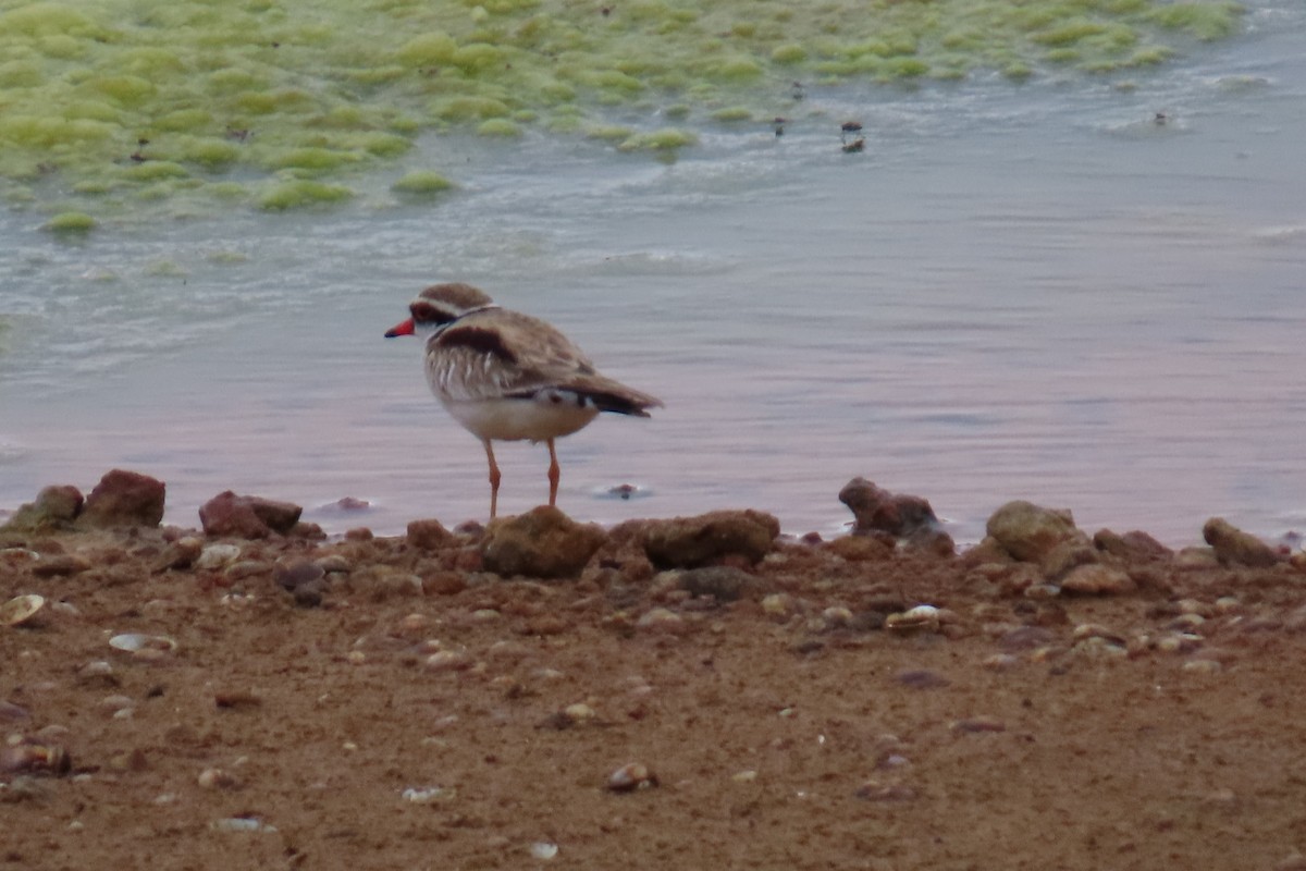 Black-fronted Dotterel - ML646058958