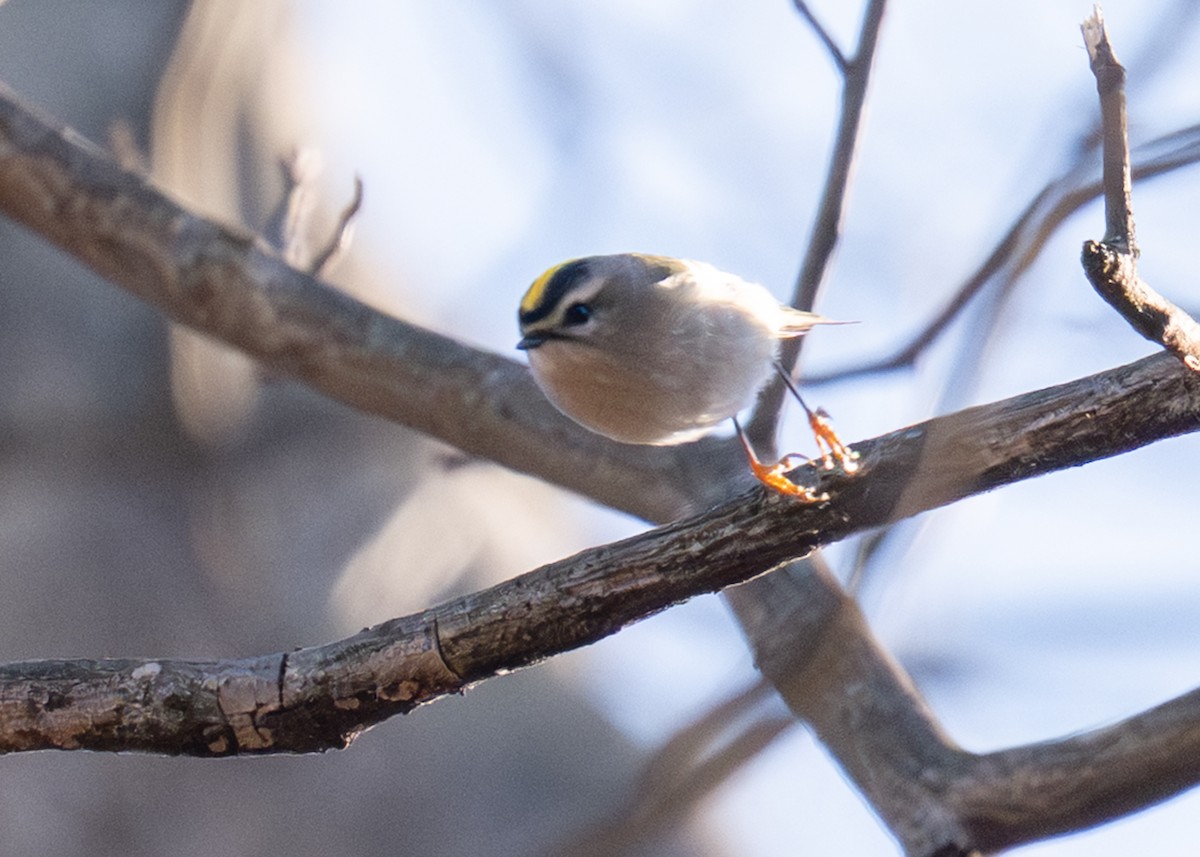 アメリカキクイタダキ - ML646058959