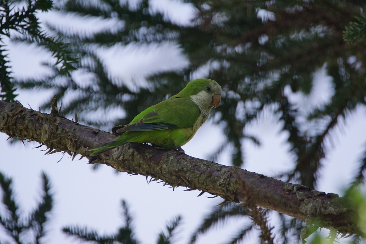 Mönchssittich - ML646058974