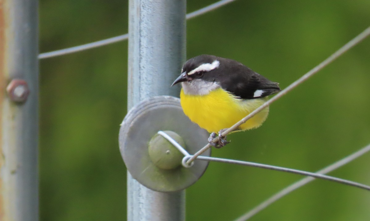 Bananaquit - ML646058978