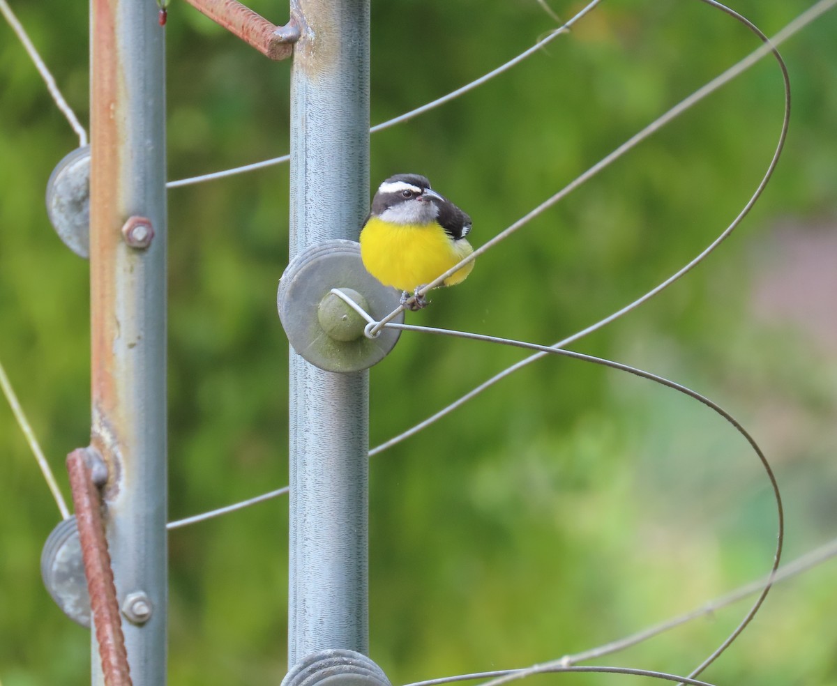 Bananaquit - ML646058983