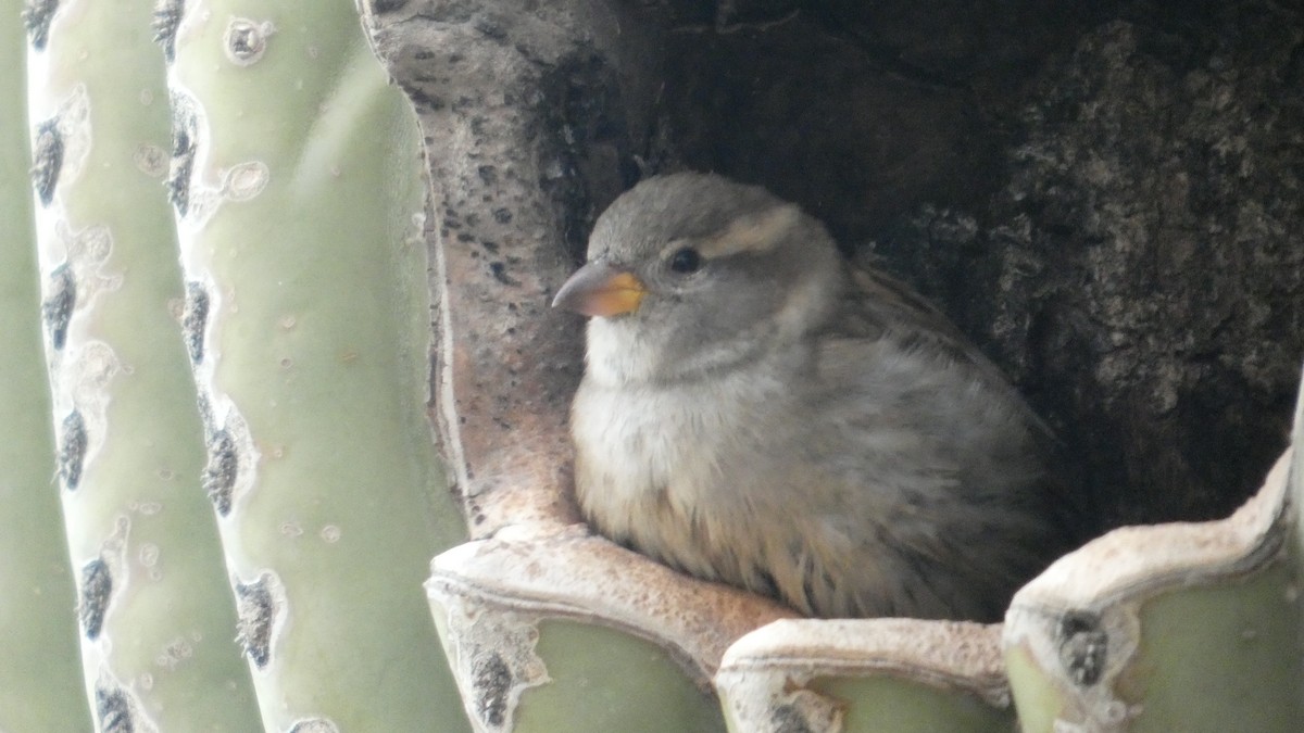 House Sparrow - ML646058986