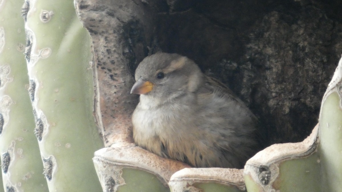 House Sparrow - ML646058987
