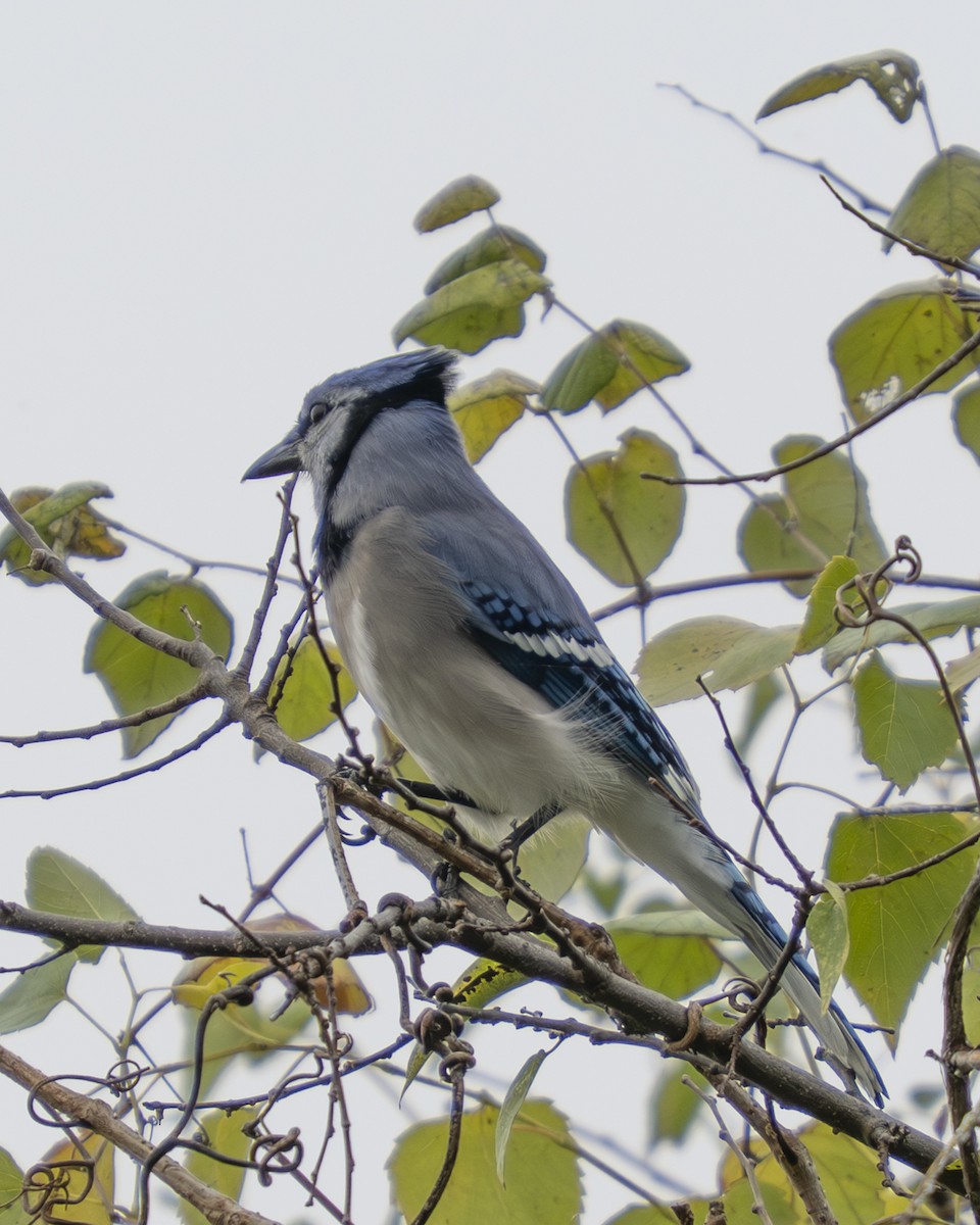 Blue Jay - ML646058988