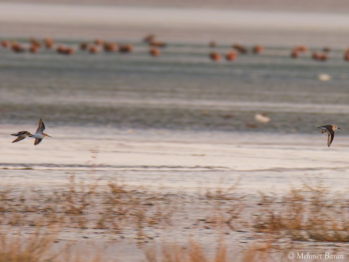Little Stint - ML646058989