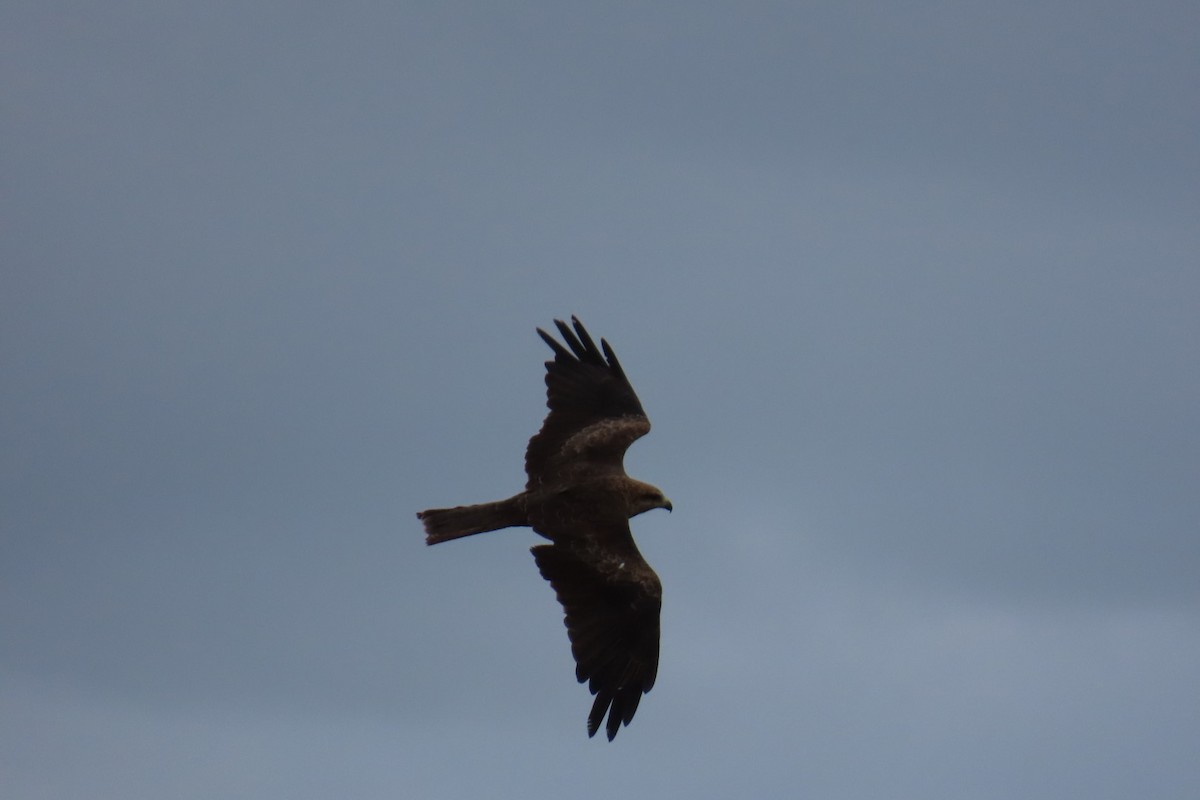 Black Kite (Black) - ML646058993