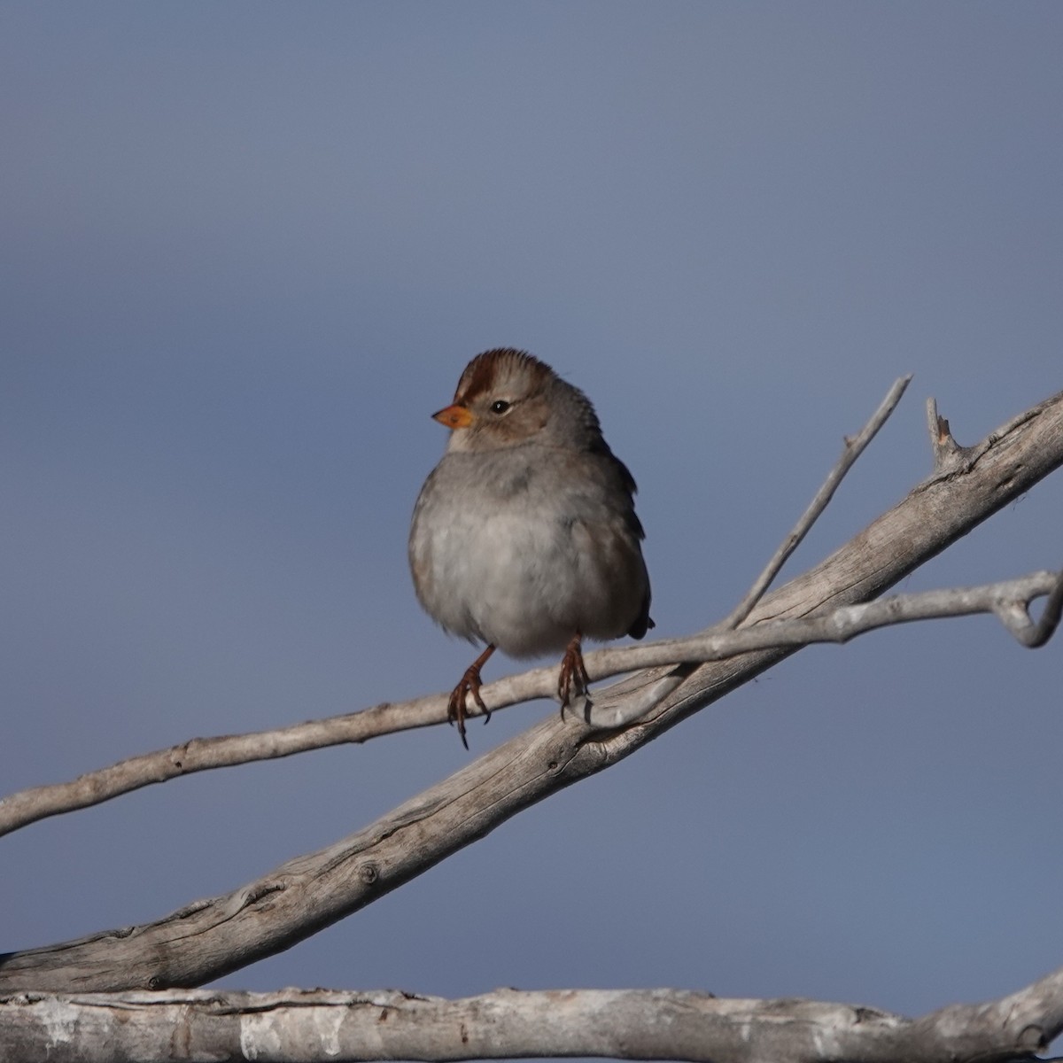 White-crowned Sparrow - ML646058994