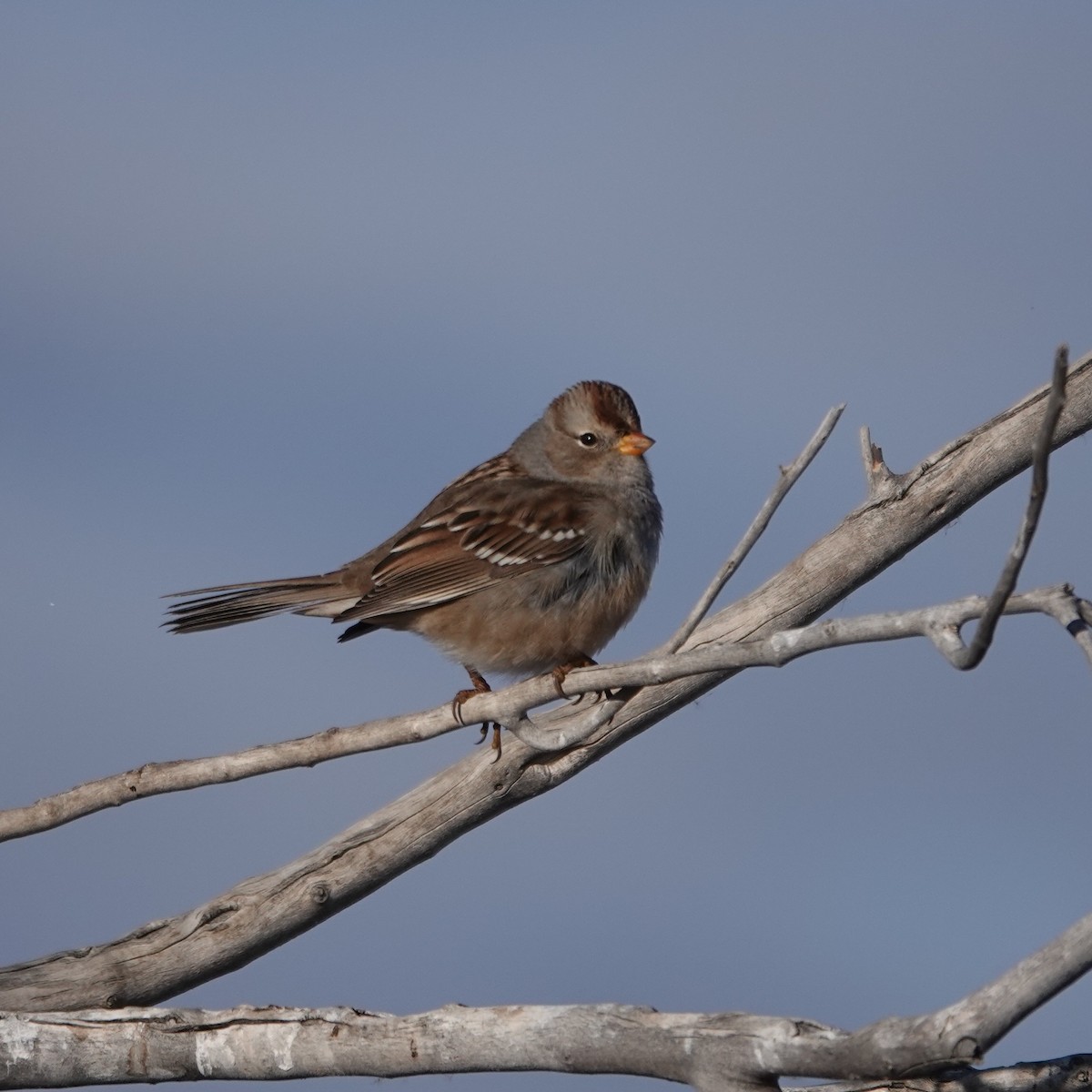 White-crowned Sparrow - ML646058995