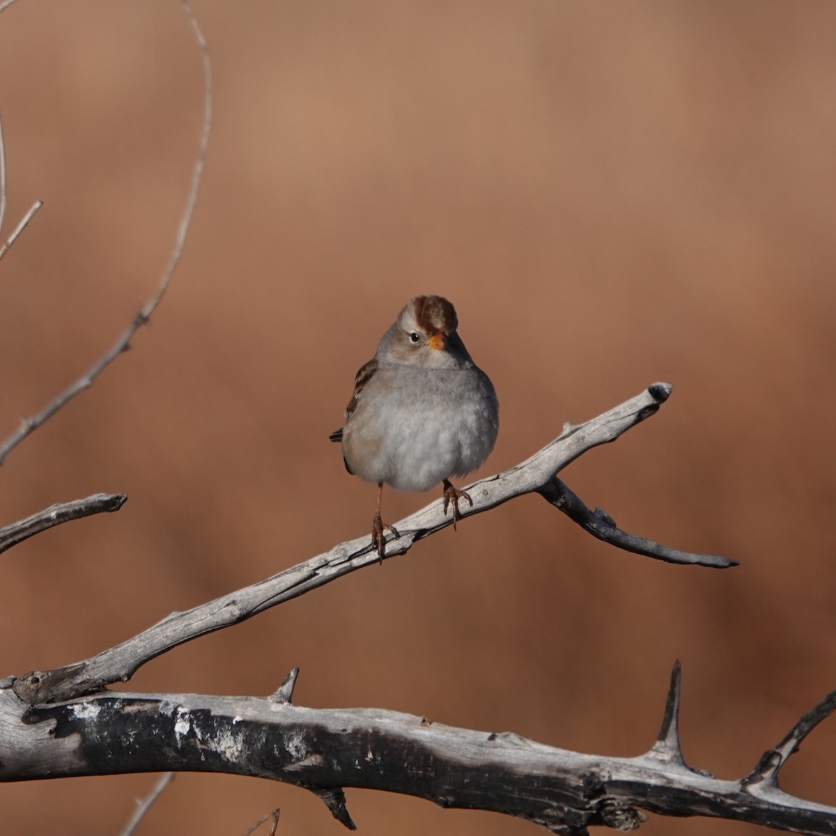 White-crowned Sparrow - ML646058996