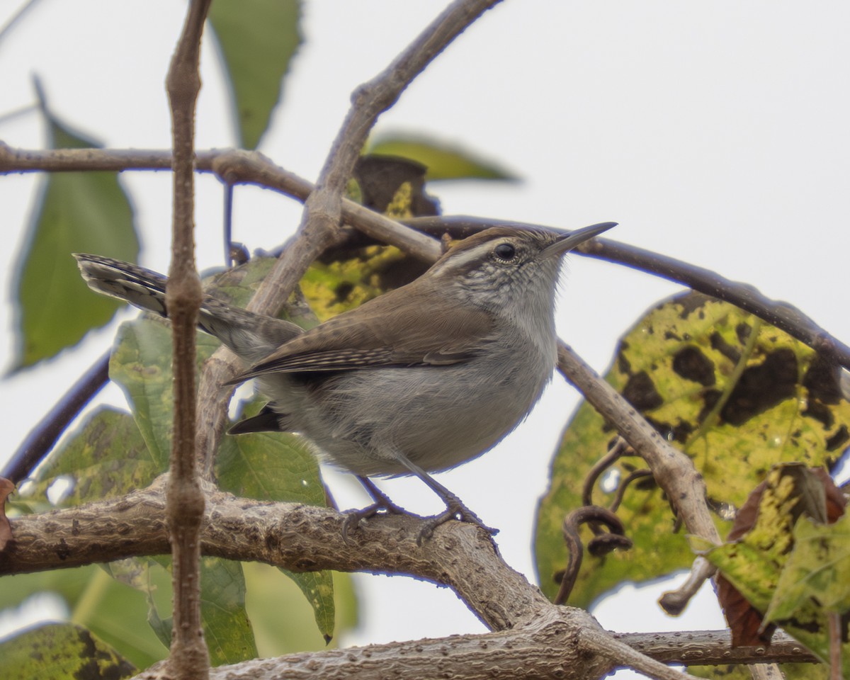 Bewick's Wren - ML646059000