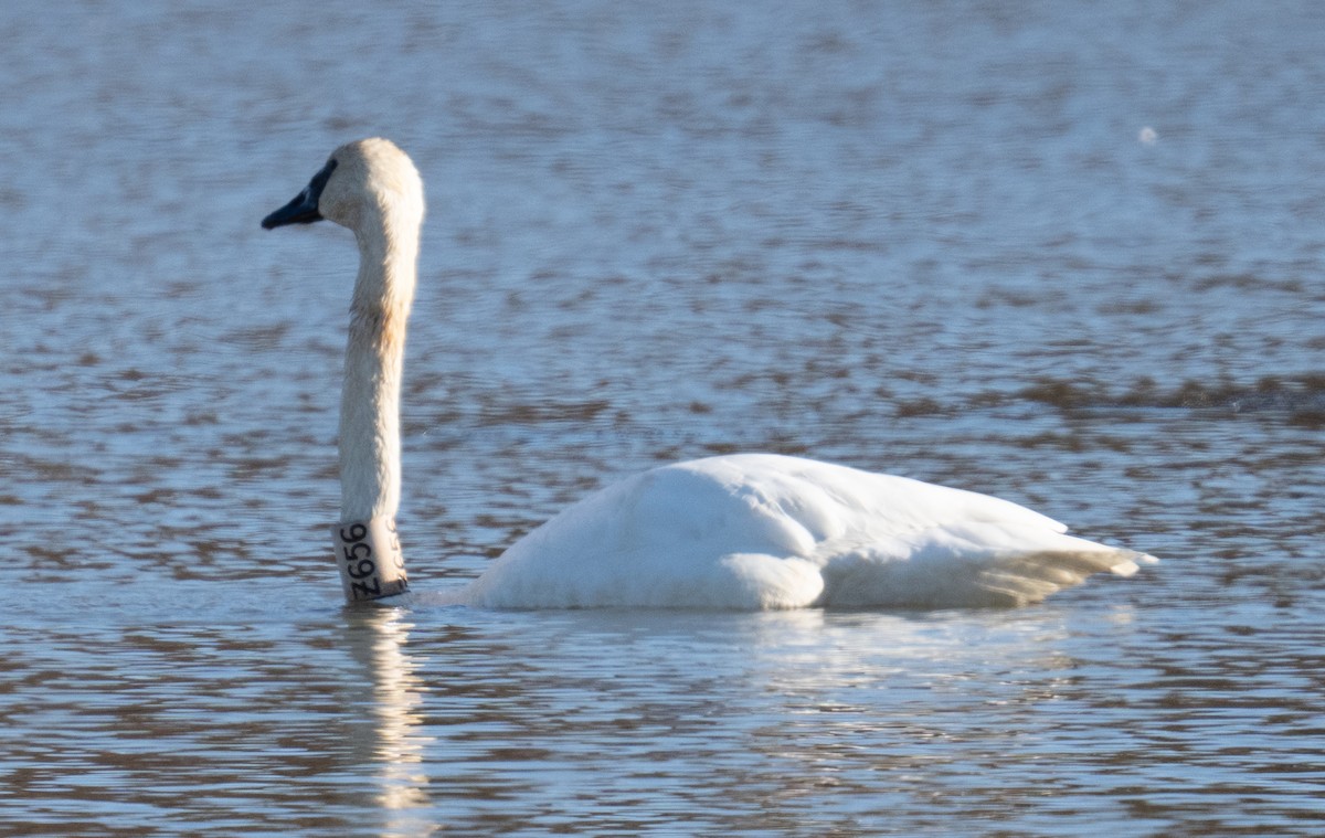 ナキハクチョウ - ML646059001