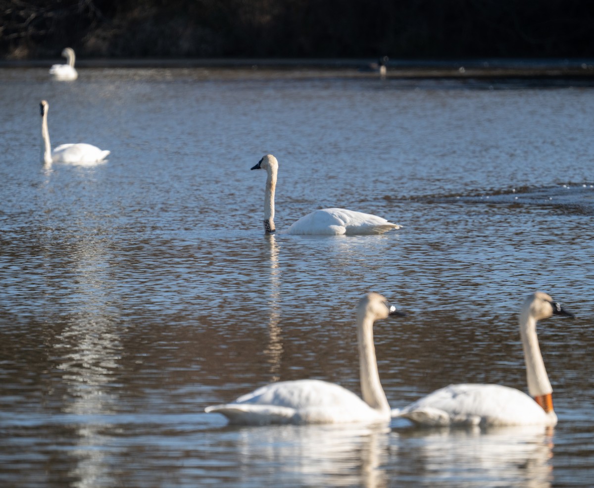 ナキハクチョウ - ML646059002