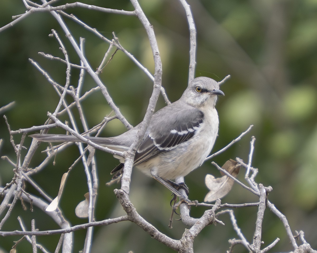 Kuzeyli Taklitçi - ML646059004