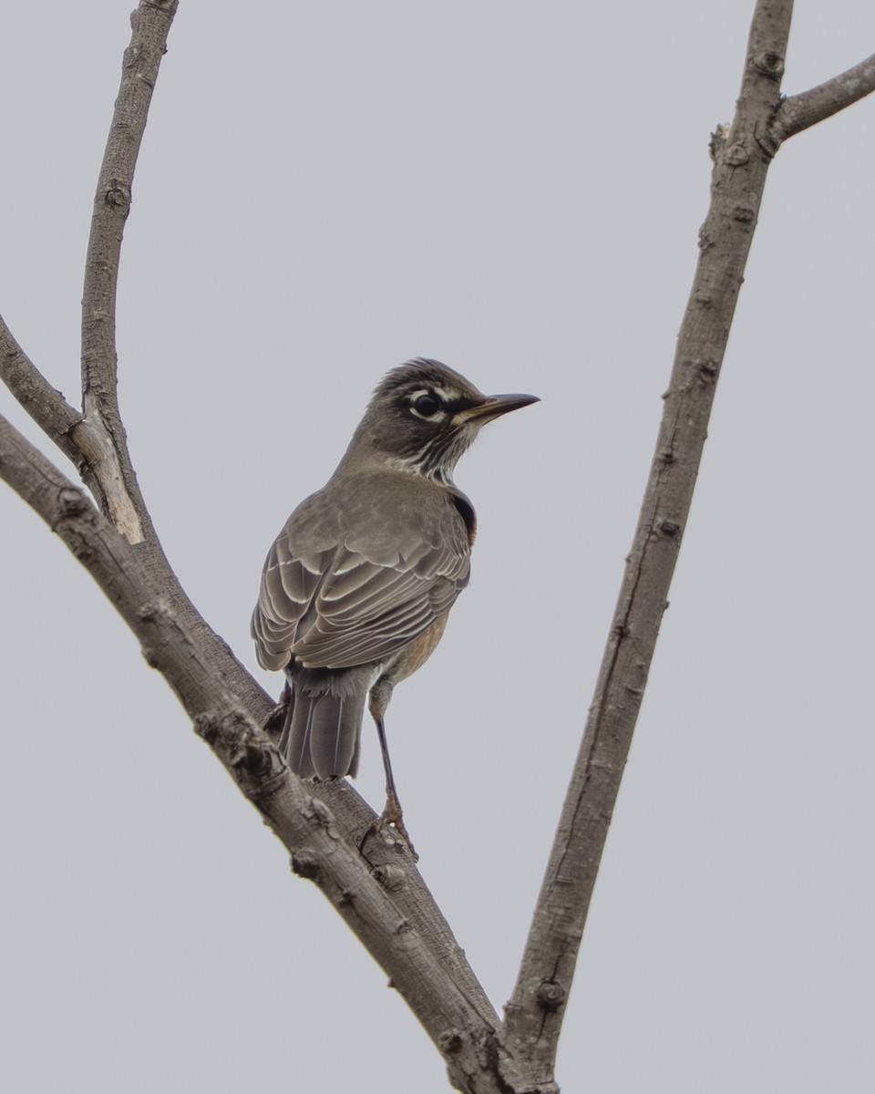 American Robin - ML646059013