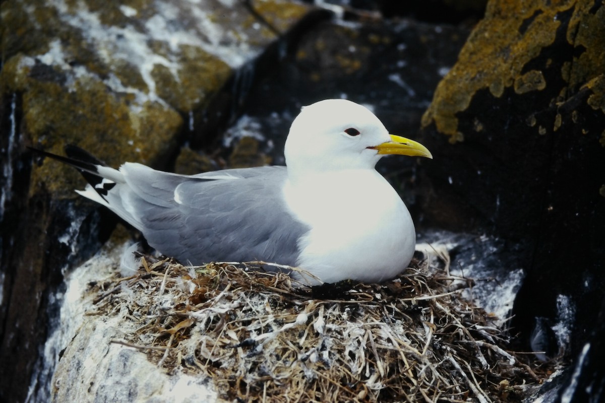 Моевка (tridactyla) - ML646059029