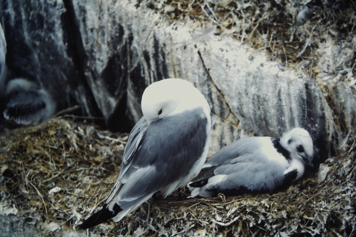 Моевка (tridactyla) - ML646059030