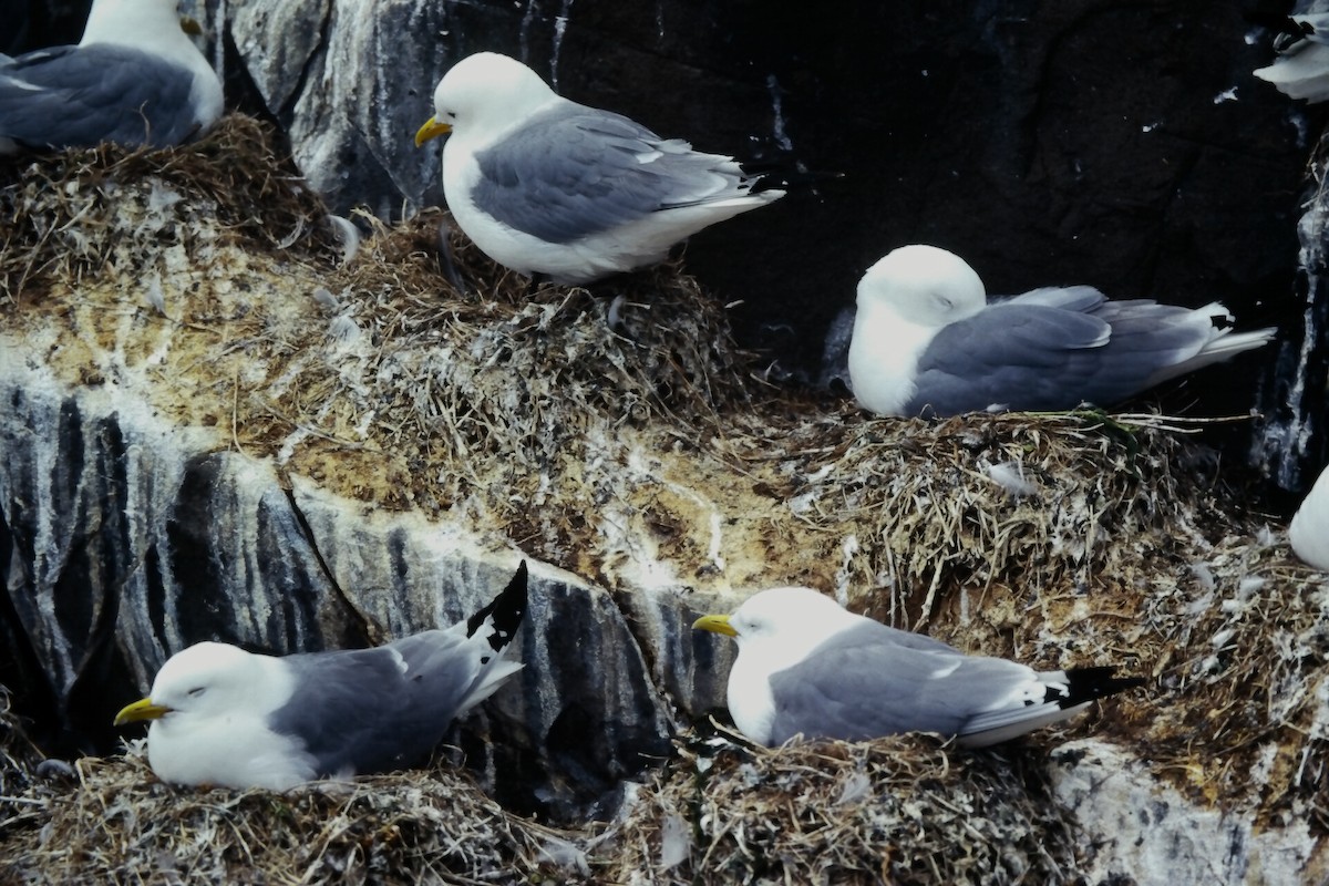 Моевка (tridactyla) - ML646059031