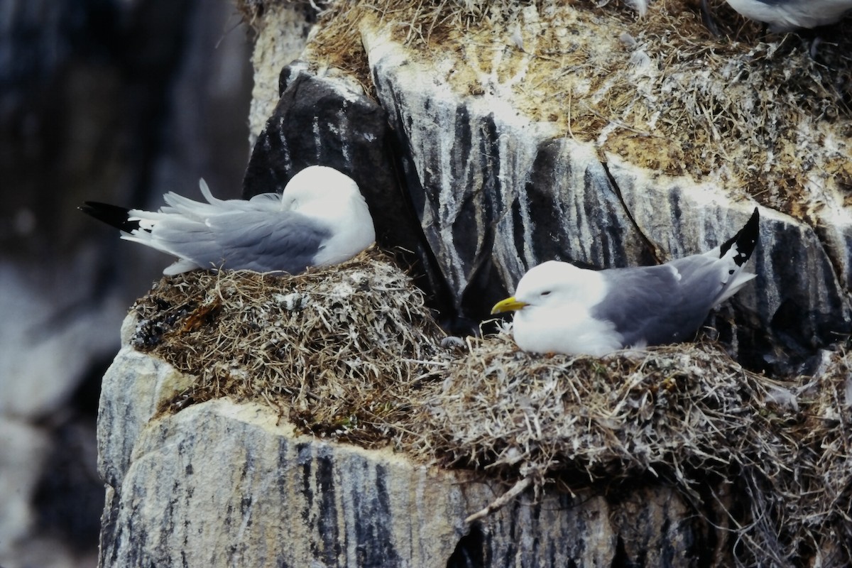 Моевка (tridactyla) - ML646059032