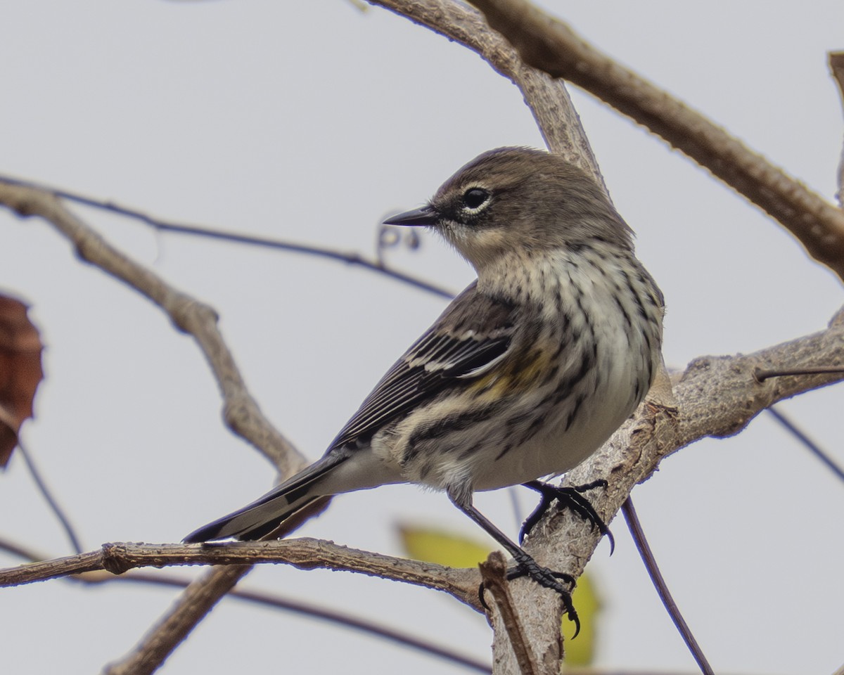 Yellow-rumped Warbler (Myrtle) - ML646059037
