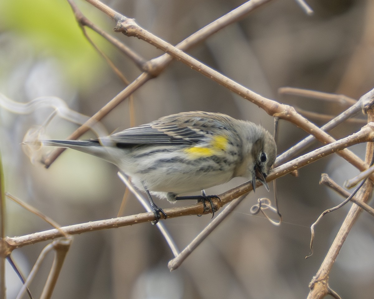 Yellow-rumped Warbler (Myrtle) - ML646059038
