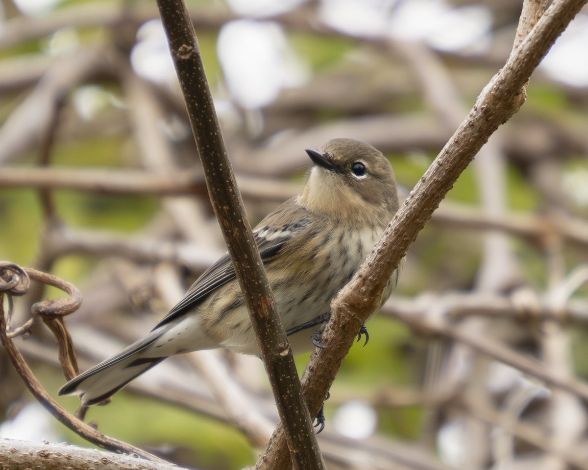 Yellow-rumped Warbler (Myrtle) - ML646059039