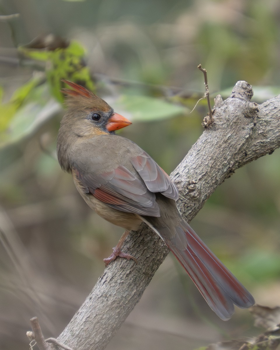 Northern Cardinal - ML646059052