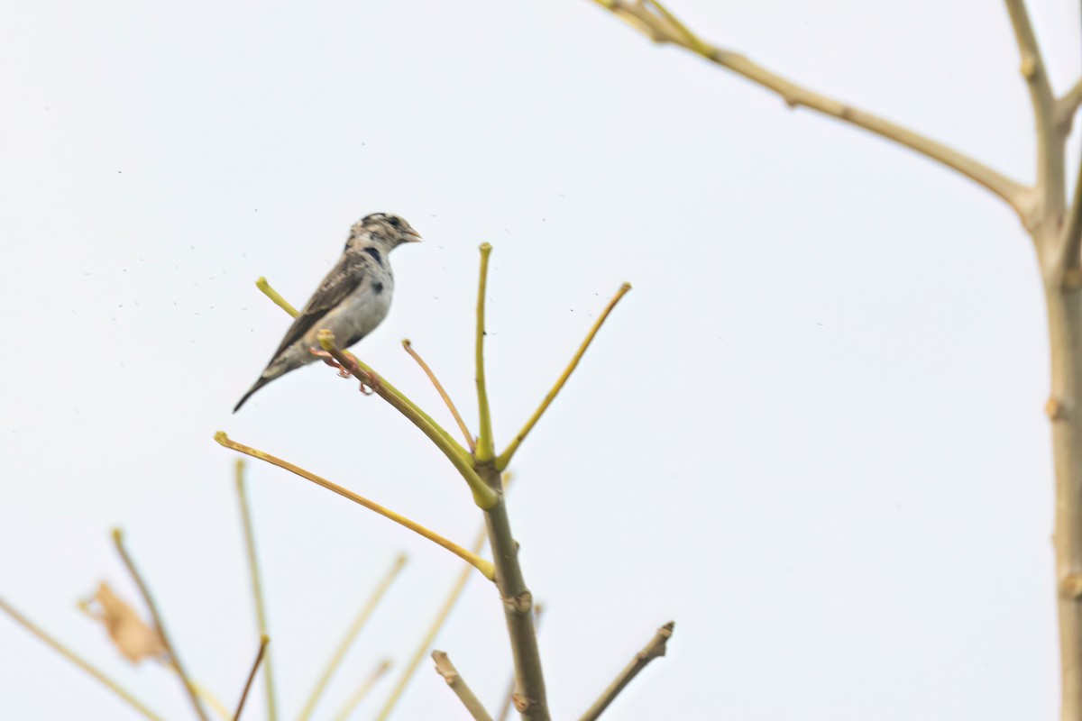 Village Indigobird - ML646059054