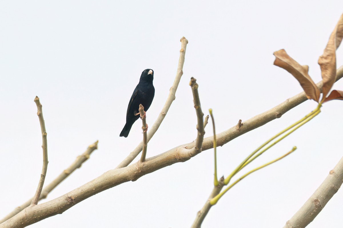 Village Indigobird - ML646059056