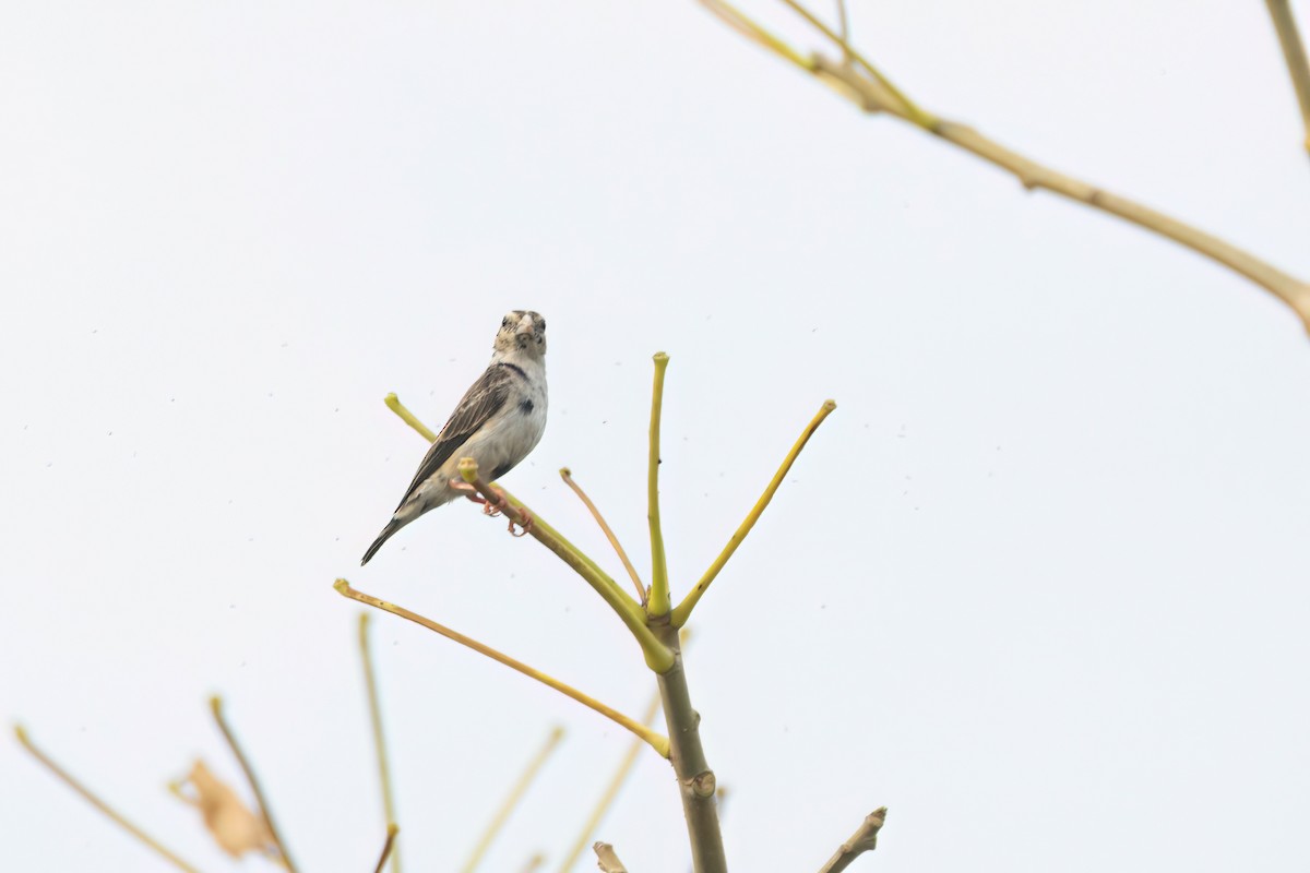 Village Indigobird - ML646059057