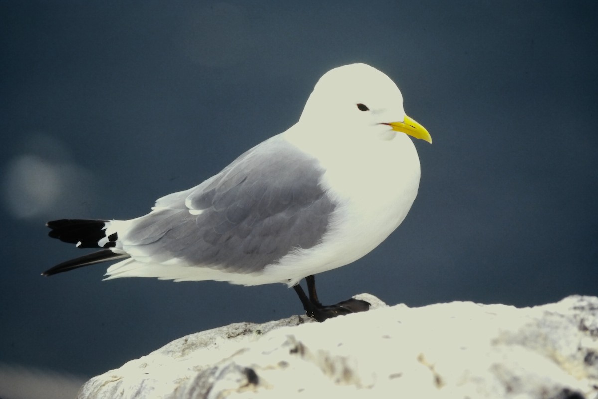 Моевка (tridactyla) - ML646059058