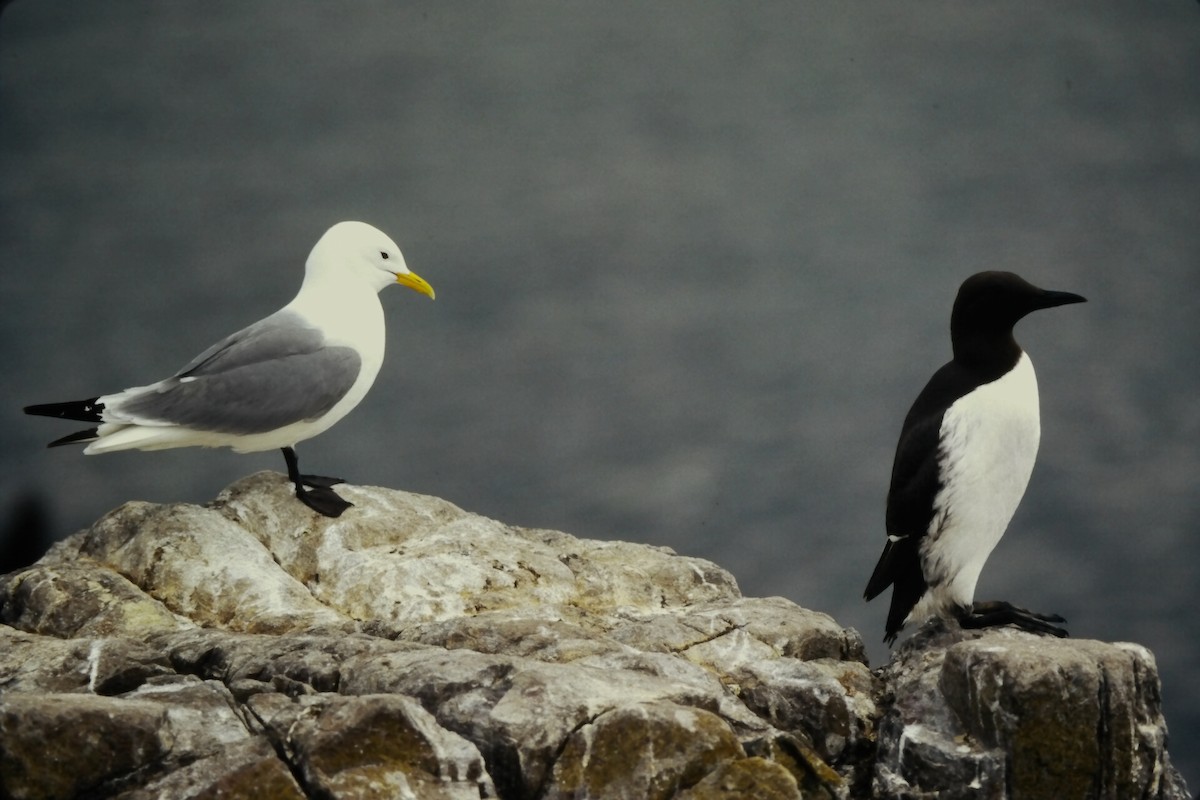 Моевка (tridactyla) - ML646059059