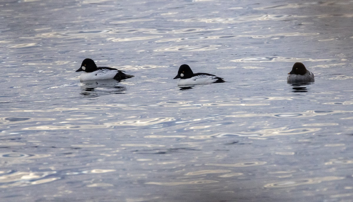 hohol severní - ML646059060