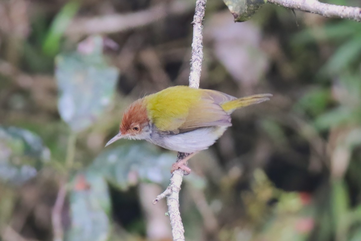 langstjertskredderfugl - ML646059062