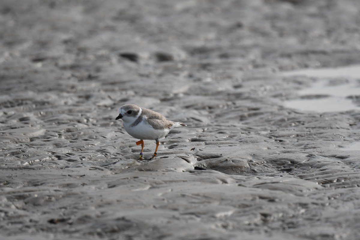 Piping Plover - ML646059067