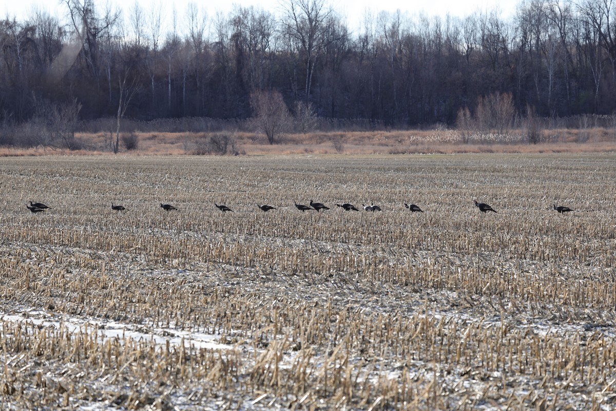 Tacchino selvatico - ML646059071