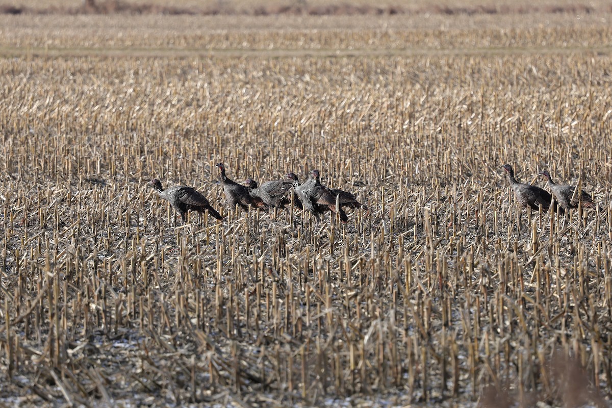 Tacchino selvatico - ML646059072