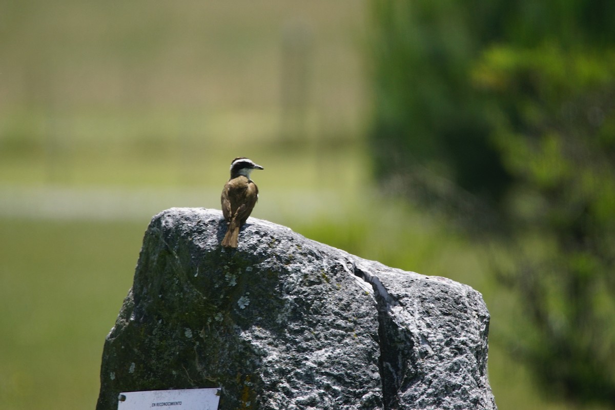 Tyran quiquivi - ML646059079