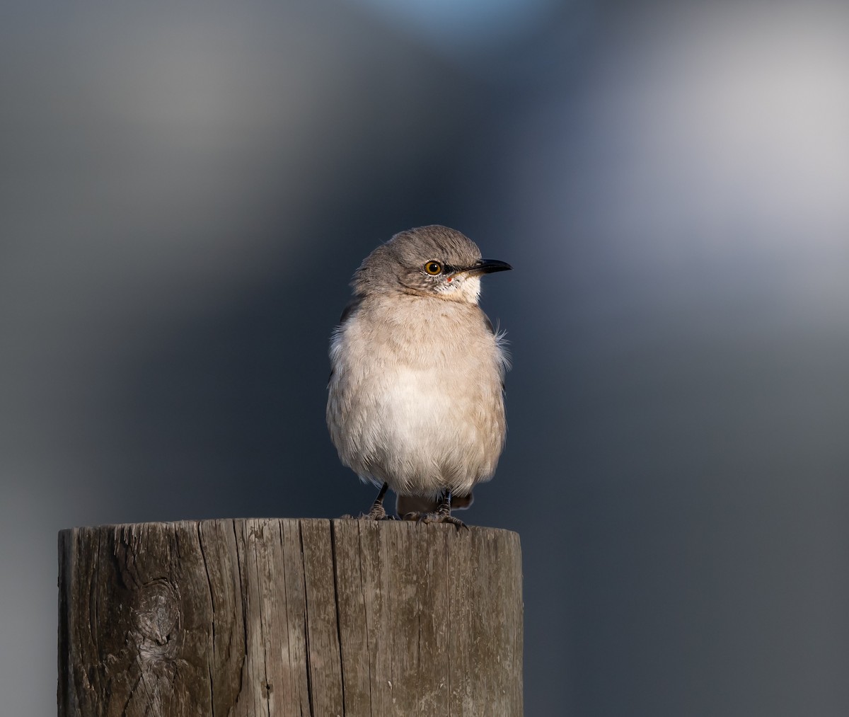 Kuzeyli Taklitçi - ML646059082