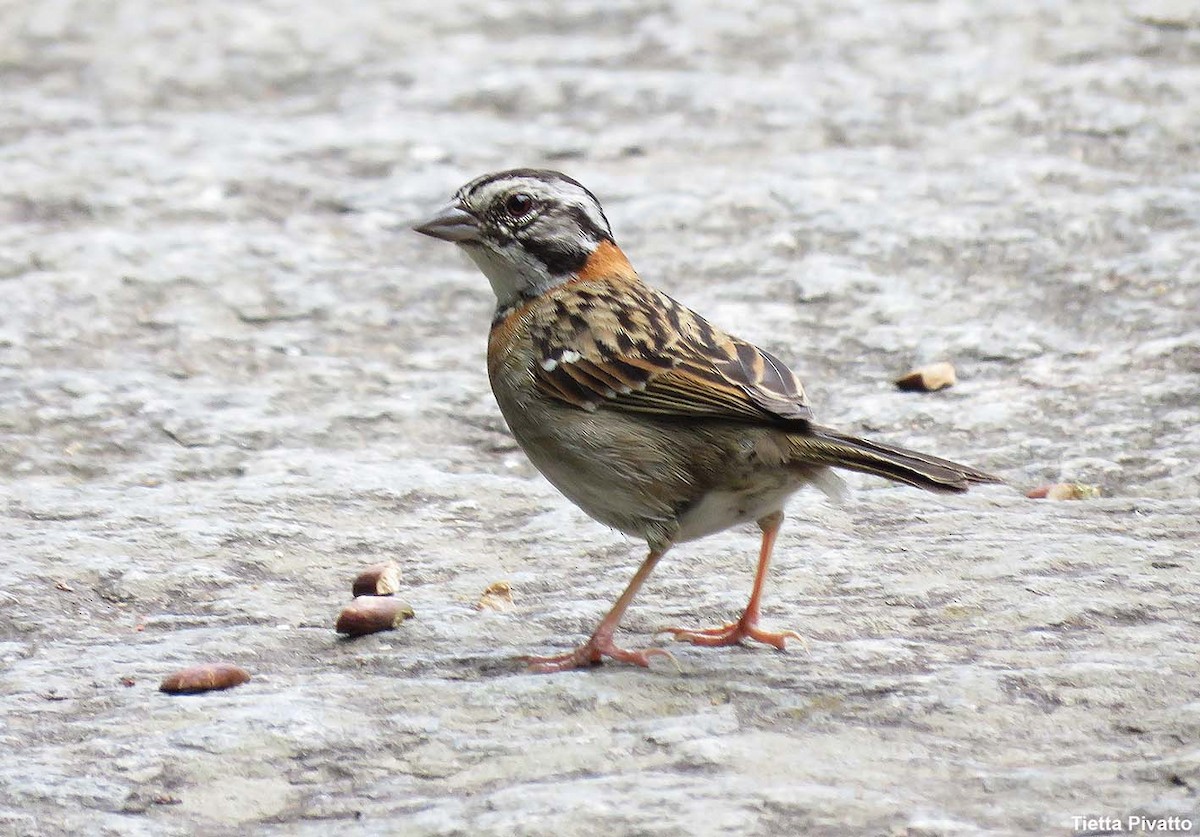 Kızıl Enseli Serçe - ML646059083