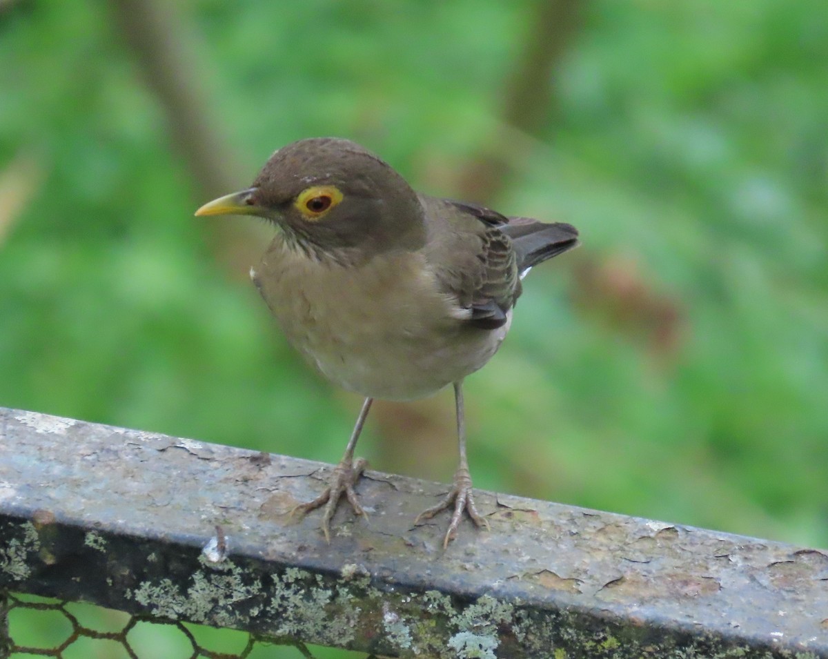 Желтоглазый дрозд - ML646059087