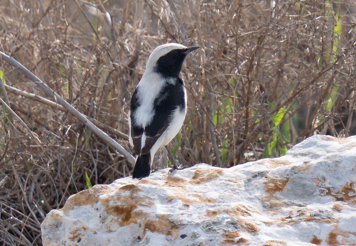 Finsch's Wheatear - ML646059110