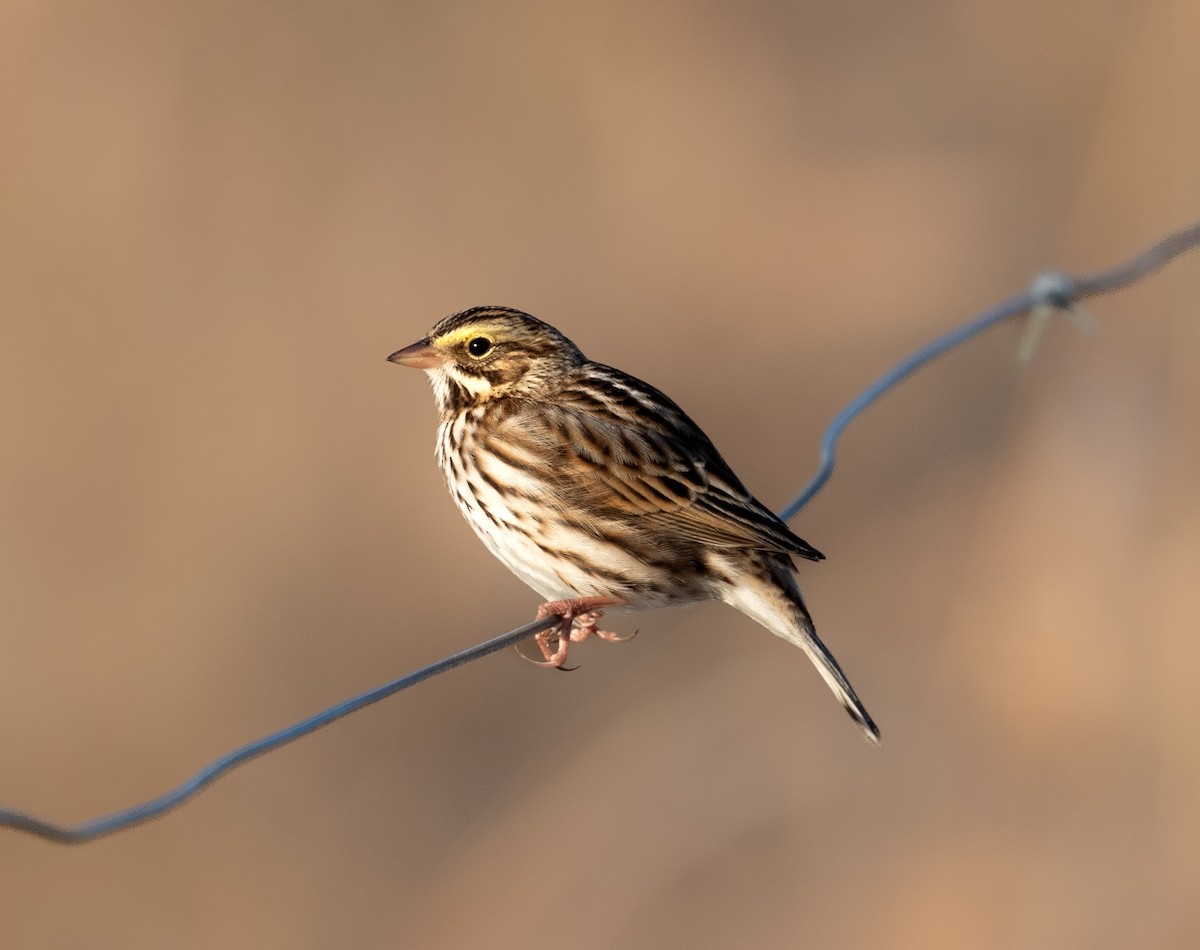 Savannah Sparrow - ML646059112